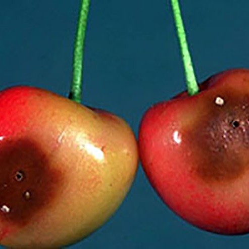 Figure 5 - Damage on cherry. Larval exit holes.