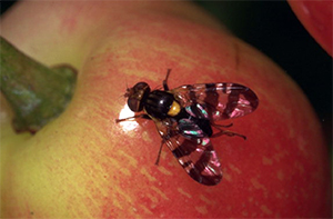 Female adult on cherry