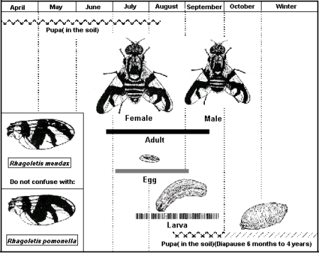 Blueberry Maggot Life Cycle. Description follows.