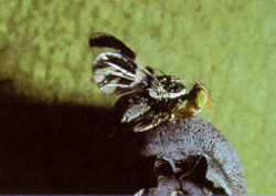 Adult fly