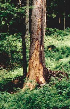 Tree killed by Tetropium castaneum. Note sloughing bark.