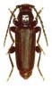 European spruce longhorn beetle