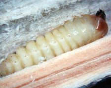 Tetropium fuscum larva.