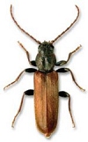 Brown Spruce Longhorn Beetle