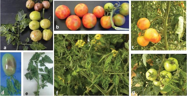 Figure 1 : Plants de tomate infectés par le virus du fruit rugueux brun de la tomate. Description ci-dessous.