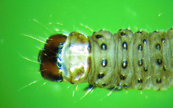 Gray-green T. viridana larva