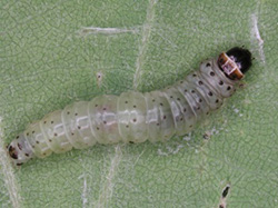 T. viridana larva