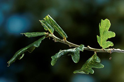 Rolled leaf shelters created by T. viridana larvae