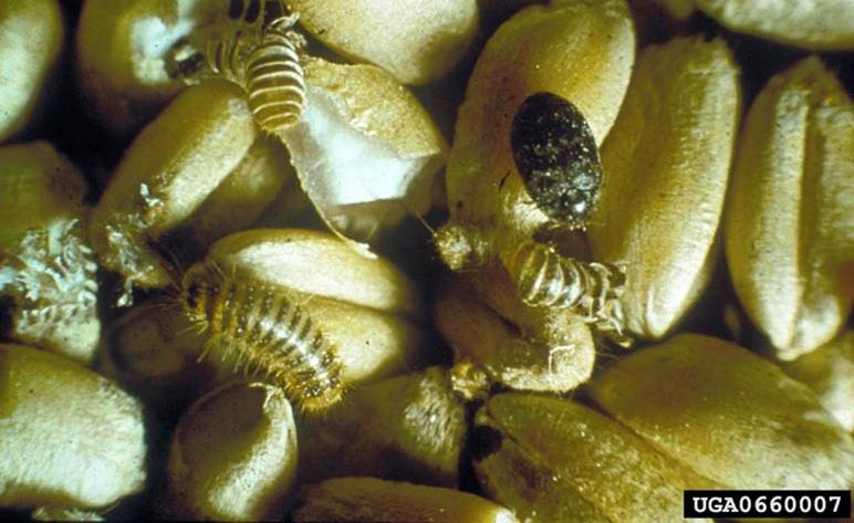 Adult khapra beetle with several khapra larvae on common wheat