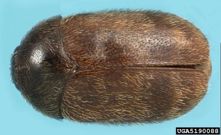 Upper surface of an adult khapra beetle
