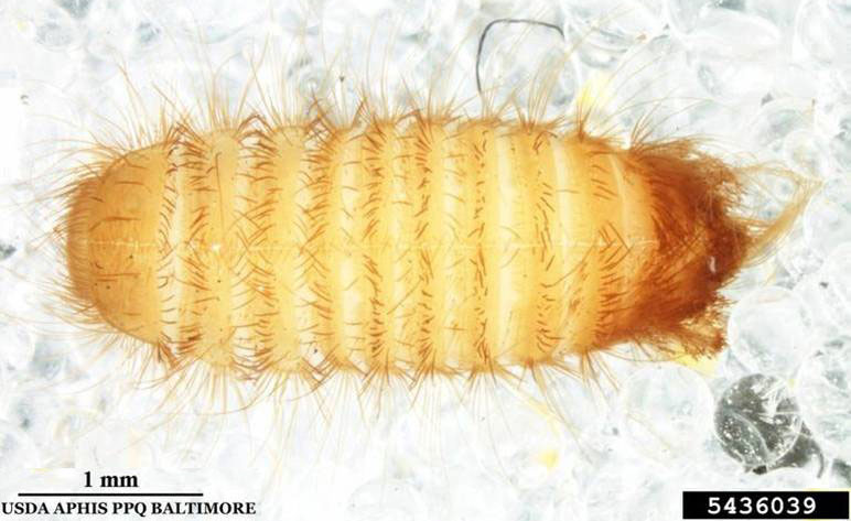 Khapra beetle larva showing its simple and barbed hairs