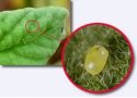 Figure 5: Eggs on leaf with insert showing close-up.
