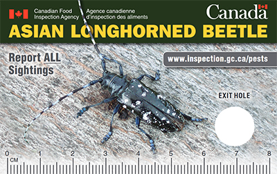 Thumbnail image for plant pest credit card: Asian longhorn beetle. Description follows.