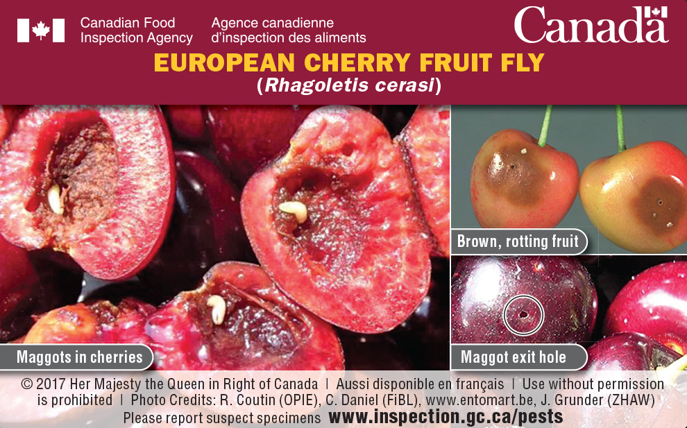 Side 2: Thumbnail image for plant pest credit card: European cherry fruit fly. Description follows.