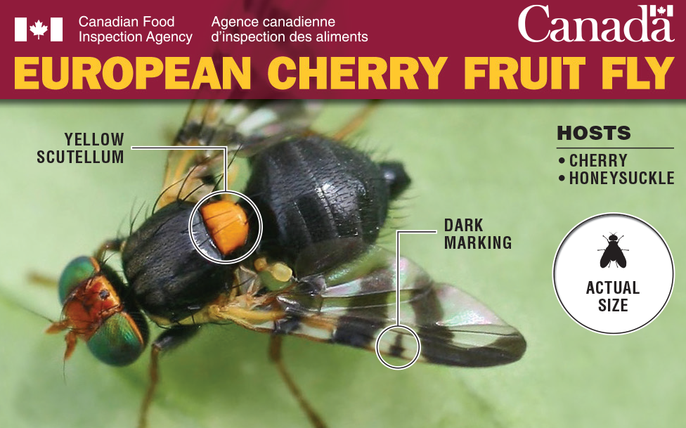 Side 1: Thumbnail image for plant pest credit card: European cherry fruit fly. Description follows.
