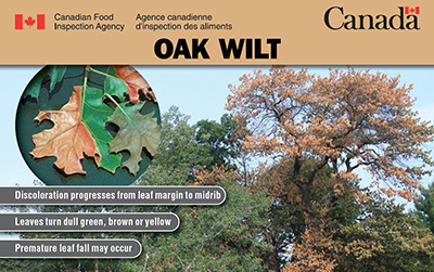 Thumbnail image for plant pest credit card: Oak Wilt. Description follows.