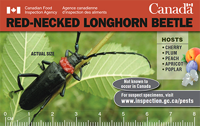 Thumbnail image for plant pest credit card: Red-necked longhorned beetle. Description follows.