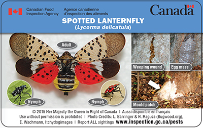 Side 2: Thumbnail image for plant pest credit card: Spotted lanternfly. Copyright 2015 Her Majesty the Queen in Right of Canada. For suspect specimens, visit www.inspection.gc.ca/pests. Description follows.