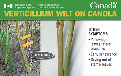 Thumbnail image for plant pest credit card: Verticillium wilt on canola. Description follows.