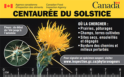 L'image vignette pour la cartes de crédit de phytoravageurs : Centaurée du solstice. Description ci-dessous.