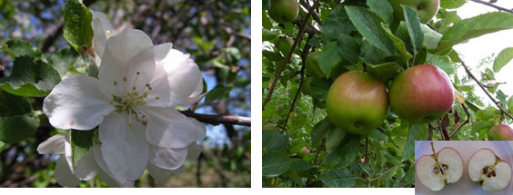 Fuji Apple on G.969 - Cummins Nursery - Fruit Trees, Scions, and