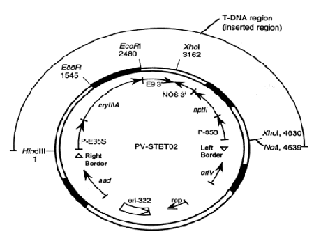Example of a detailed map of a plasmid vector. Description follows.