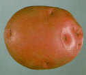 Tuber