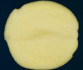 Sliced tuber