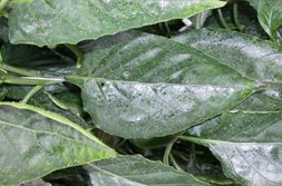 A picture of honeydew excrement on leaf surfaces. The leaves appear glossy from the honeydew.