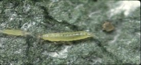 A photo of two instar larva of Western flower thrips on a leaf surface. The first instar larva is smaller than the second instar larva.