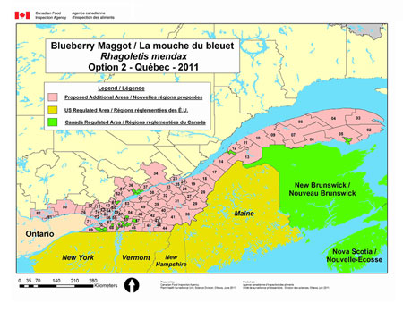 Figure 4 - La mouche du bleuet Rhagoletis mendax Option 2 - Québec - 2011