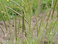 Slender meadow foxtail