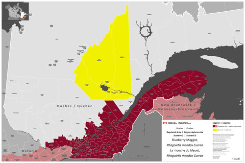 Figure 4 : Les MRC faisant parti de la région administrative du Saguenay-Lac-St-Jean, soit les MRC de Maria-Chapdelaine, Domaine-du-Roy, Lac-St-Jean Est, Saguenay et Fjord-du-Saguenay, seraient ajoutées aux régions réglementées à l'égard de la mouche du bleuet dans le cadre de l'option 3.
