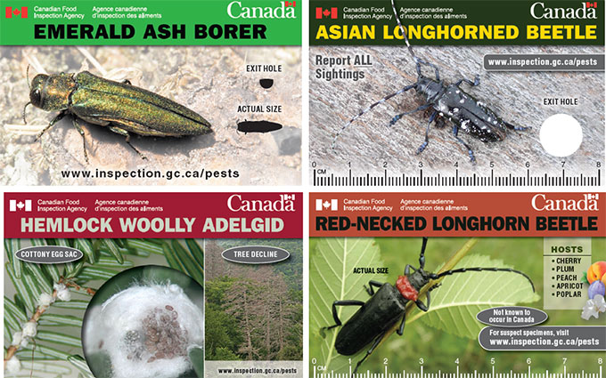 The Plant Pest Credit Cards for Asian longhorned beetle, Hemlock woolly adelgid, Emerald ash borer and Red-necked longhorn beetle are shown on this picture as examples.