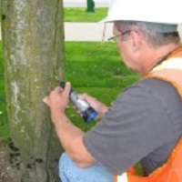 A technician is marking a tree with Asian longhorned beetle simulated signs