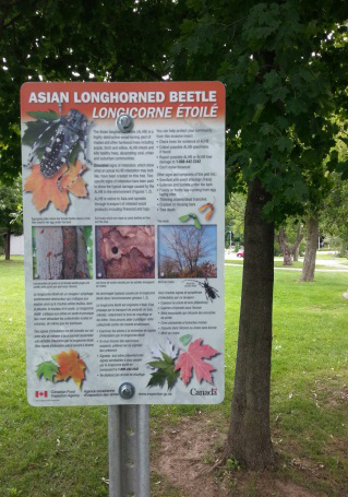 Affiche sur le longicorne asiatique à côté d'un arbre avec des signes simulés.