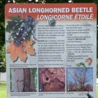 Signage on Asian longhorned beetle beside a tree with simulated signs