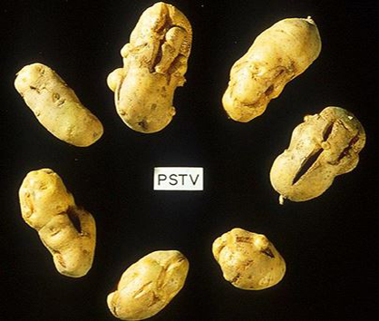 Pommes de terre ayant fendu pendant leur développement.