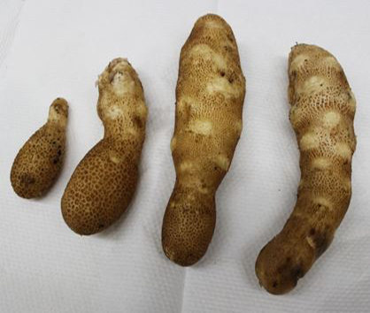 Potatoes showing elongated shape.