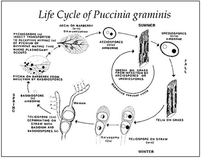 Figure 1 - Life cycle of Puccinia graminis - Description follows