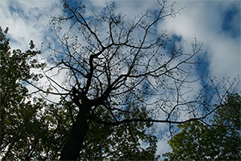 La menace liée au flétrissement du chêne est réelle, selon des résultats de recherche