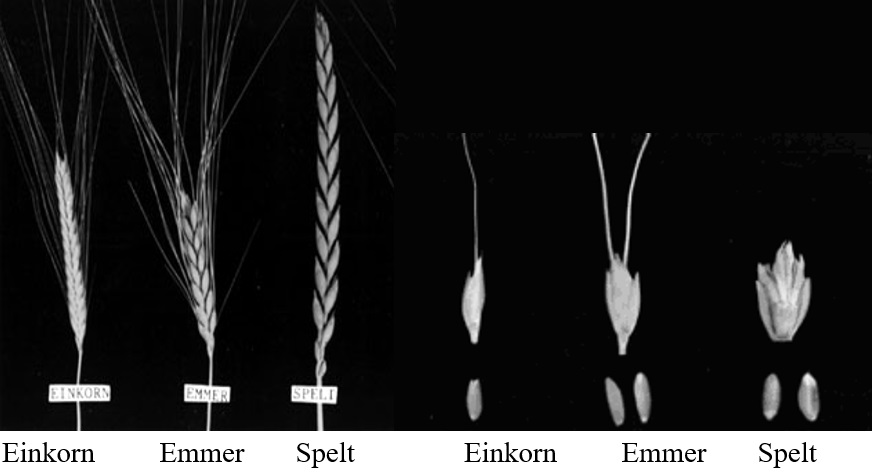 Photo of spikelets and photo of spikes. Description follows.