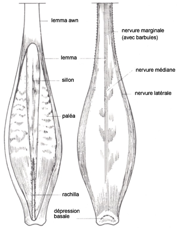 Coté ventral et dorsal d'un grain d'orge. Description ci-dessous.