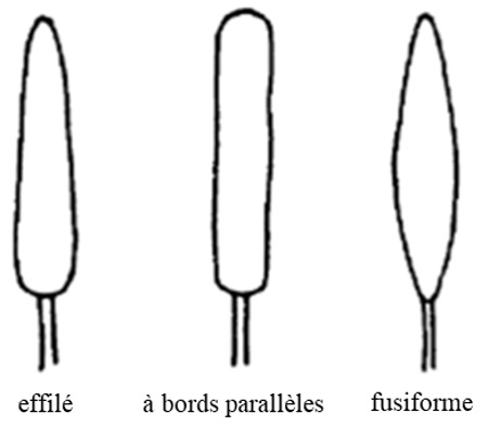 Formes des épis d'orge. Description ci-dessous.