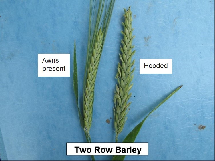 Barley with awns present and hooded. Description follows.