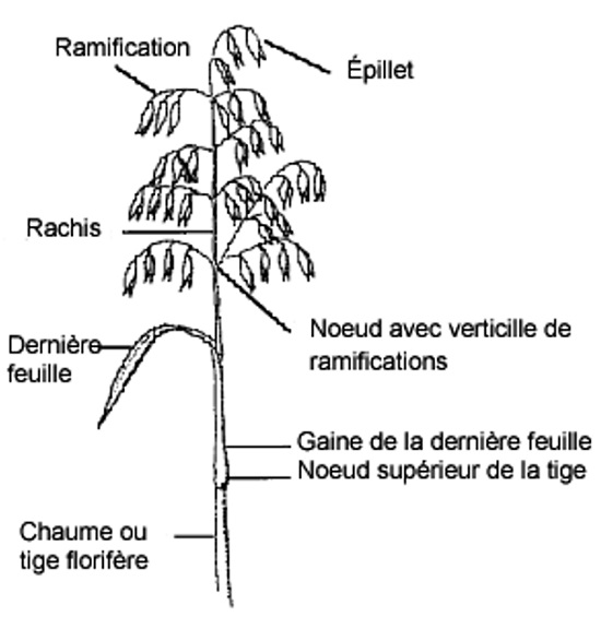 Plant d'avoine. Description ci-dessous.