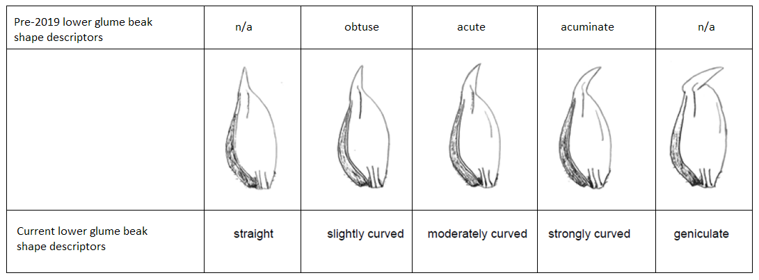 Comparison of pre-2019 and current lower glume beak shape descriptors. Description follows.