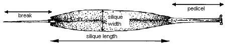 Diagram - silique. Description follows.
