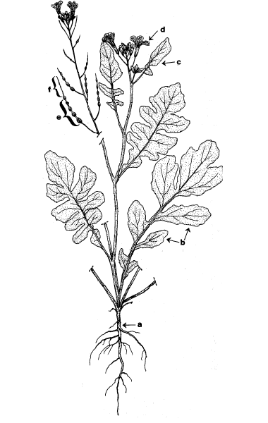 Diagram - cultivated radish plant. Description follows.