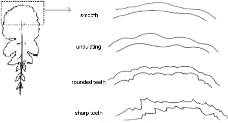 Diagram - shape of the leaf margin. Description follows.